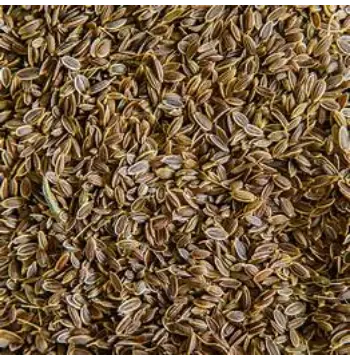 Fresh Dill Seeds